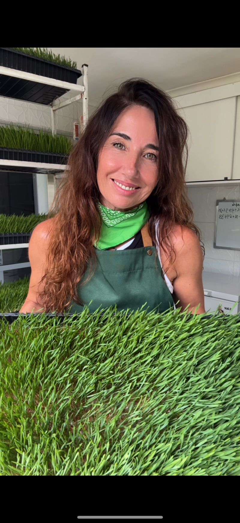 Cultivo propio de wheatgrass